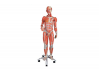 model płata płucnego z otaczającymi naczyniami krwionośnymi - 130-krotne powiększenie - 3b smart anatomy 1008493 g60 3b scientific modele anatomiczne 11